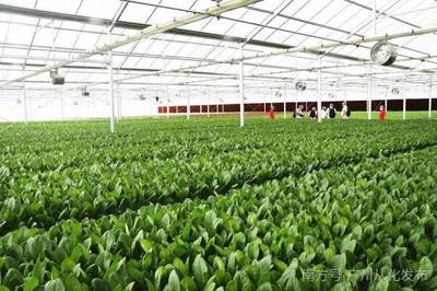 全省首個(gè)植物工廠首批蔬菜從化上市，粵港澳大灣區(qū)市民有口福了！
